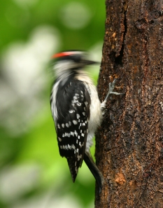 woodpecker_drilling